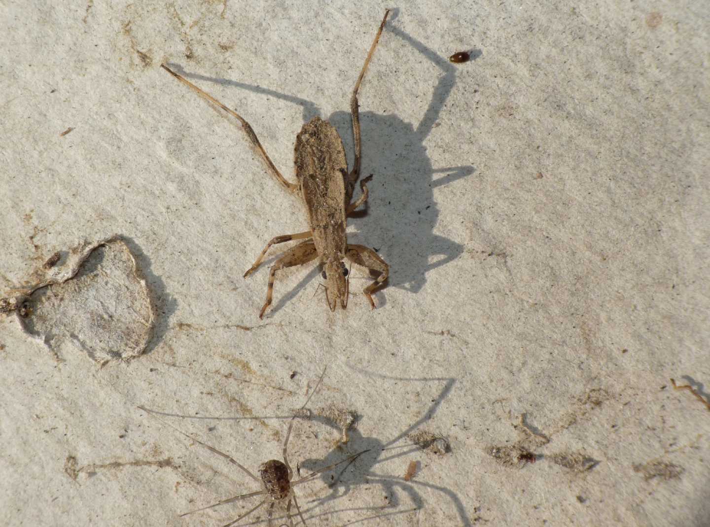Oncocephalus pilicornis